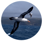Black Browed Albatross by AnniverseStash