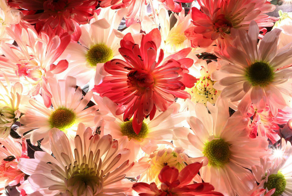 Flowers Glow by SunsetRising-Art Flowers Glow by SunsetRising-Art