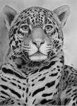 Nice Kitty IV. by Skoane