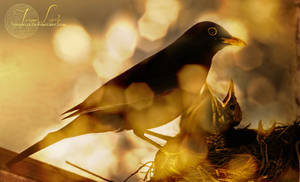 Glare of Life. by oro-elui