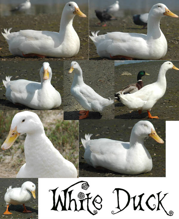 Quack-Quack by Jenifer10