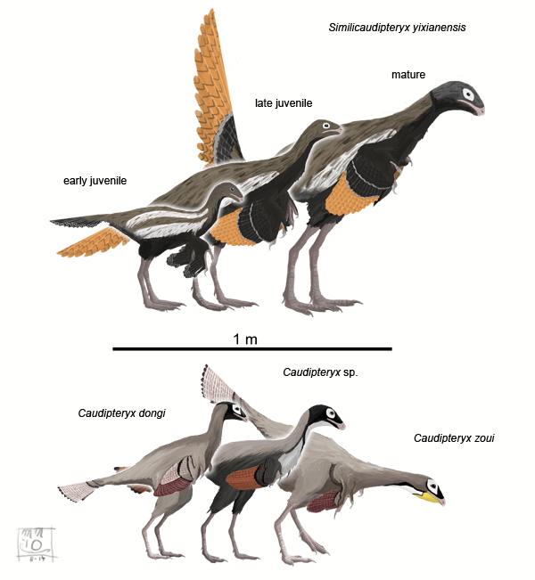 Caudipteridae by MattMart