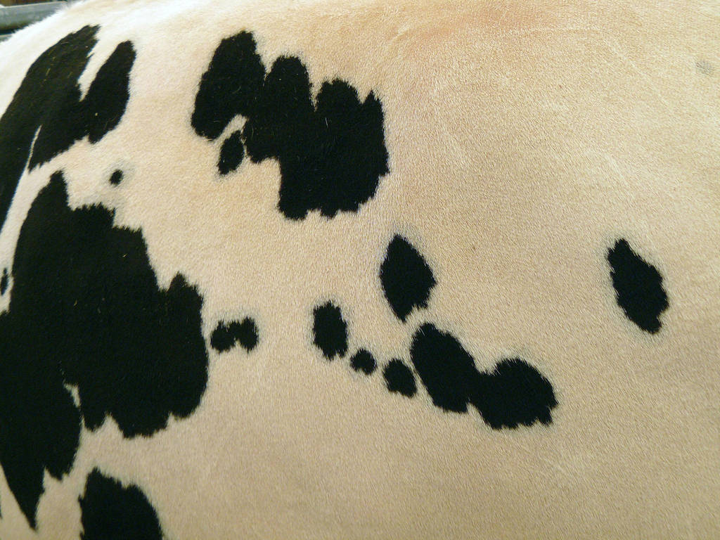 cow fur 2 by Mihraystock