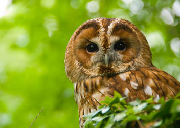 Tawny Owl by hoodoo