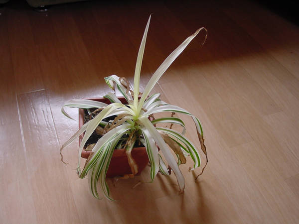 white plant by Annette2