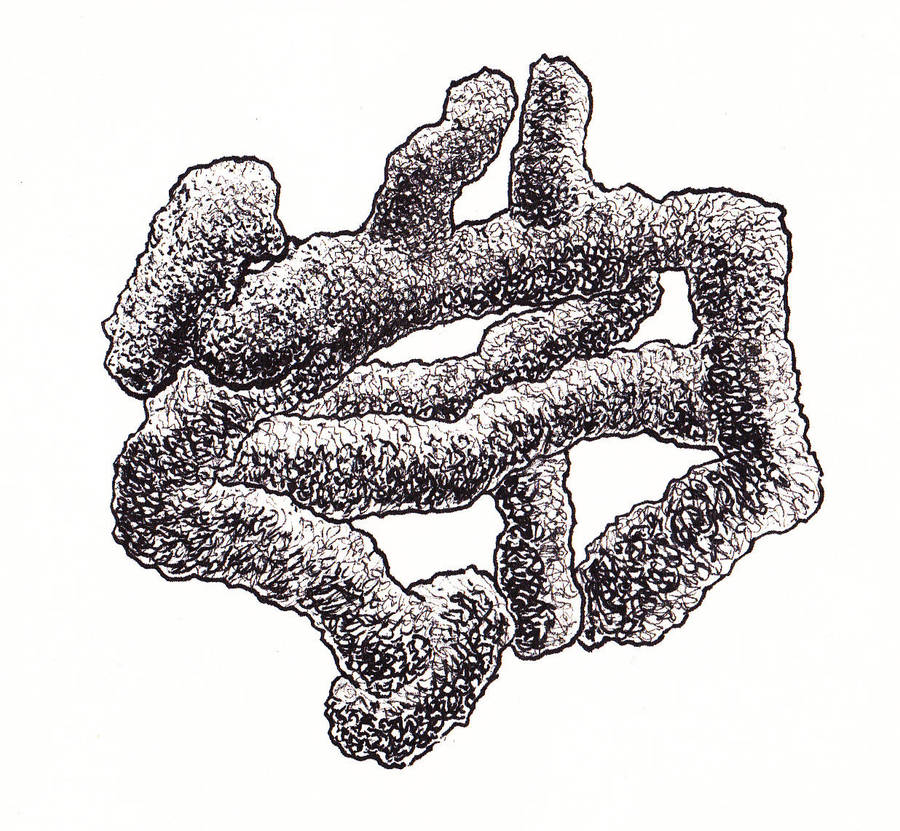 Fungiform by SatchelMarr