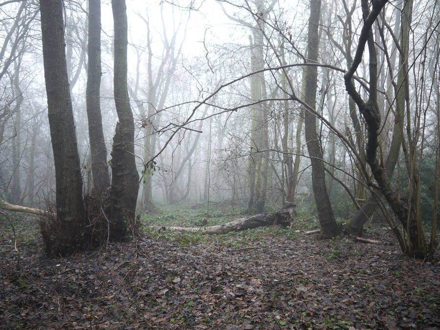 dark forest stock by HumbleBeez