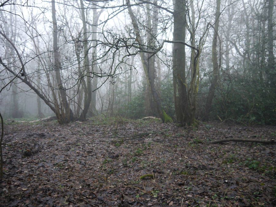 dark forest background stock by HumbleBeez
