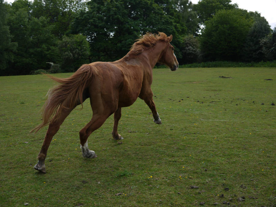 horse stock galloping by HumbleBeez