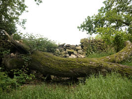 Fallen tree stock 1 by HumbleBeez