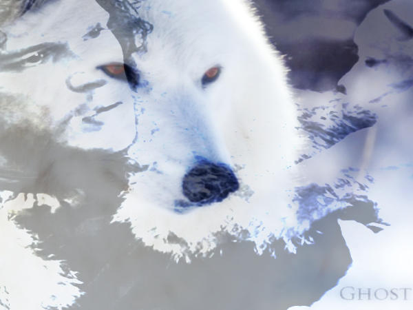 Ghost Wolf Game Of Thrones Wallpaper By Darkelektra On Deviantart