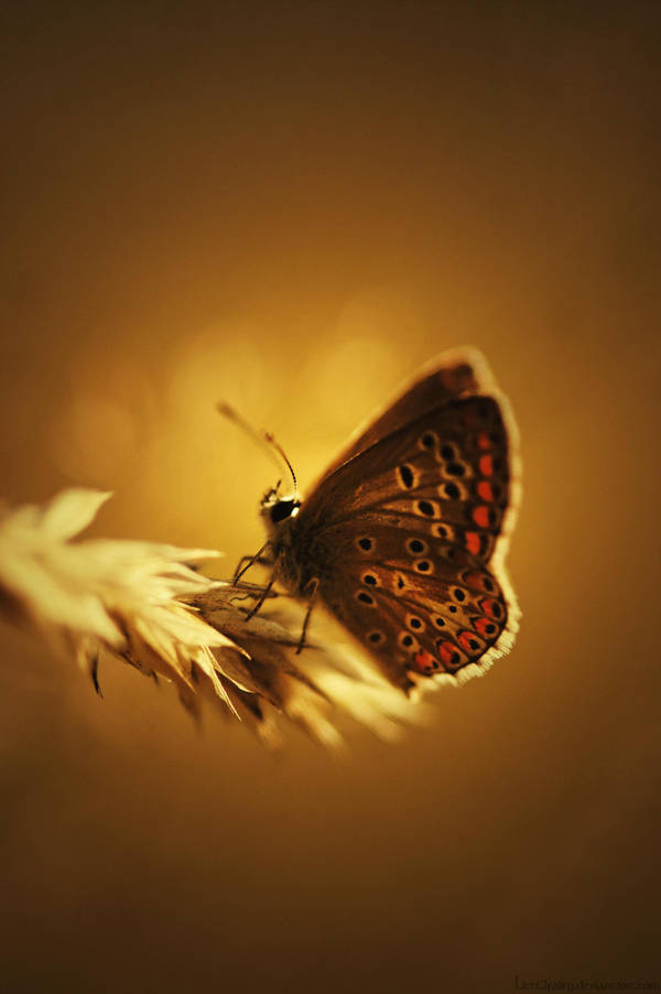 Live your dream... by Samantha-meglioli