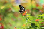 My flower garden by simplysuzu