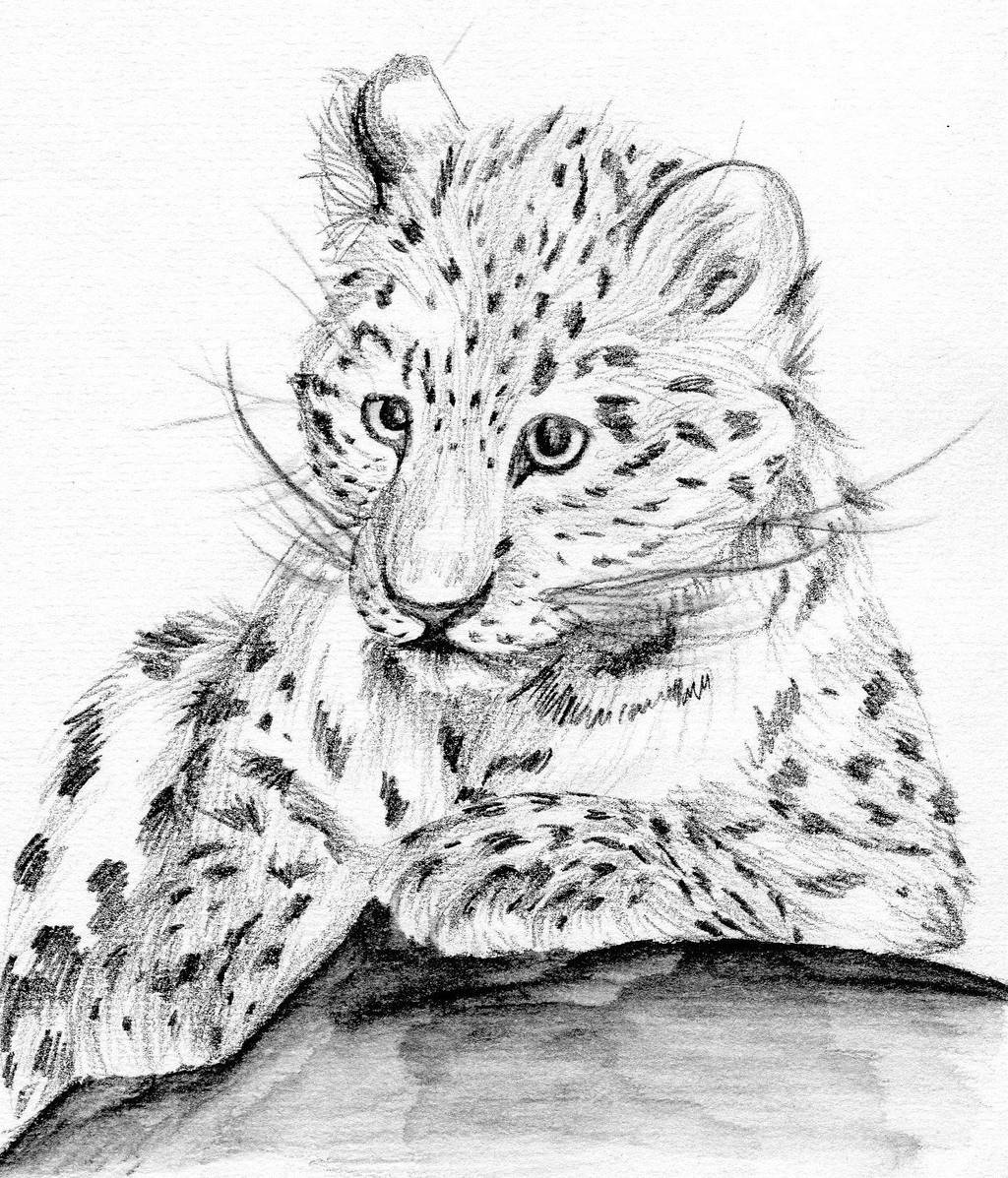 Amur Leopard by Nakatu on DeviantArt