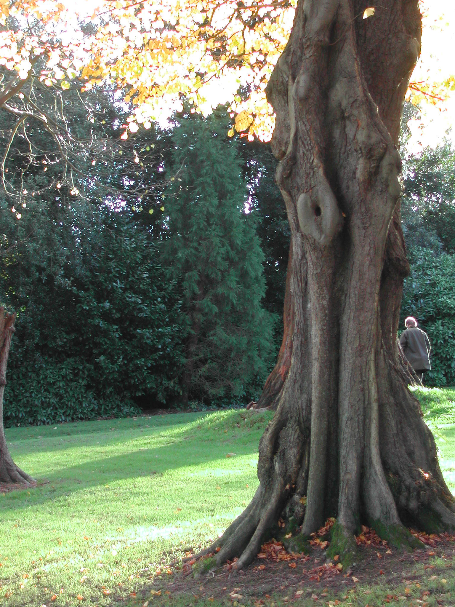 tree 9 by stormsorceress