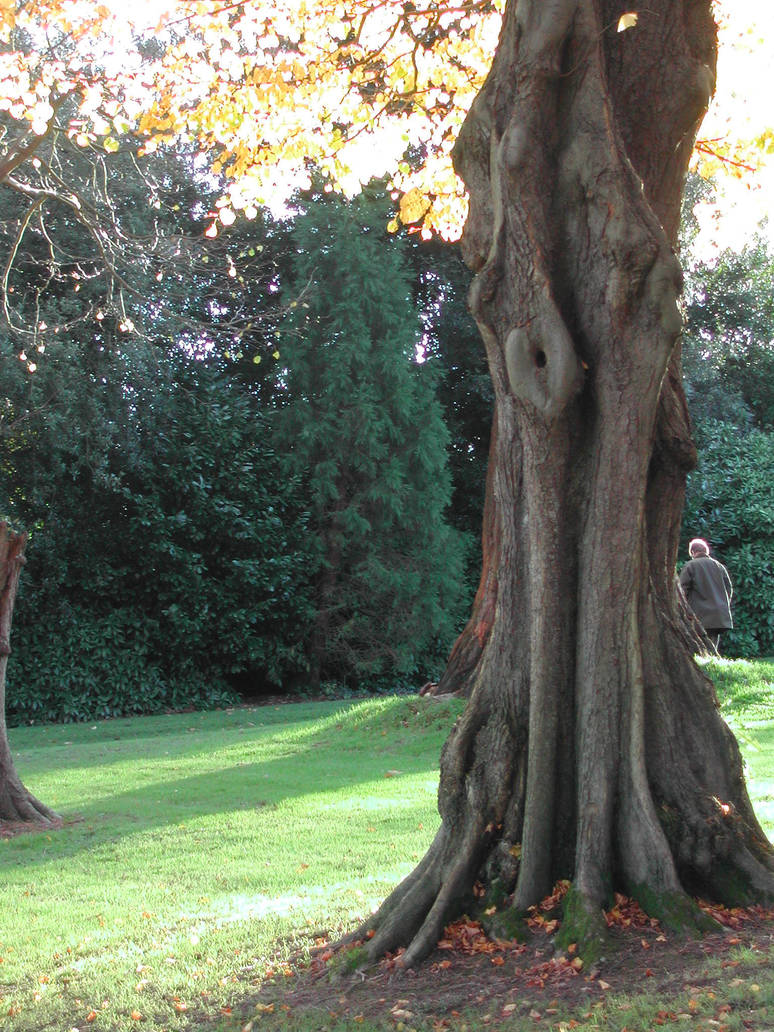 tree 9 by stormsorceress