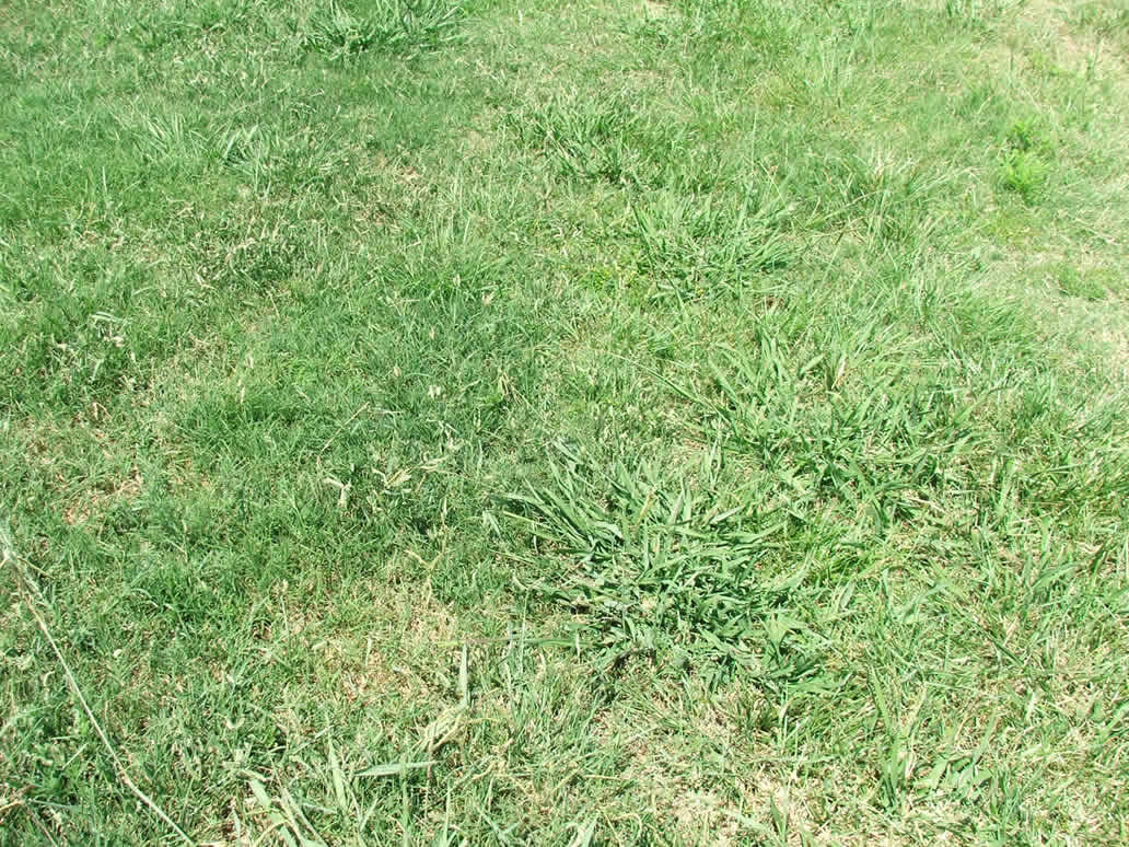 grass texture stock 1 by jizee-stock
