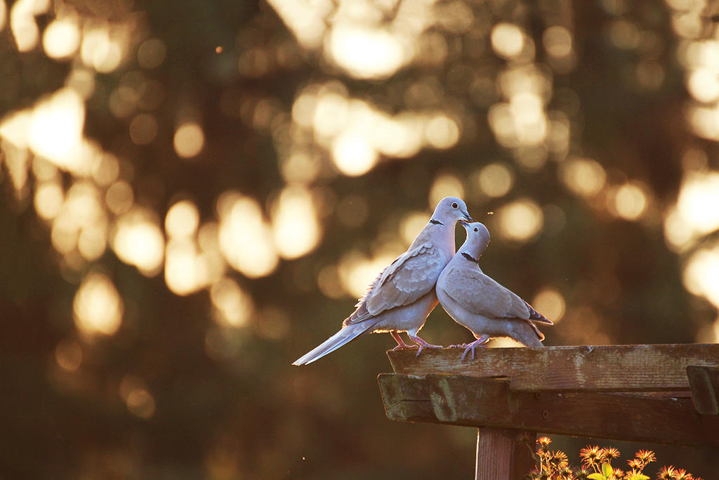 Lovers by sourpepper