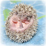 Shy Hedgie... by IngwellRitter