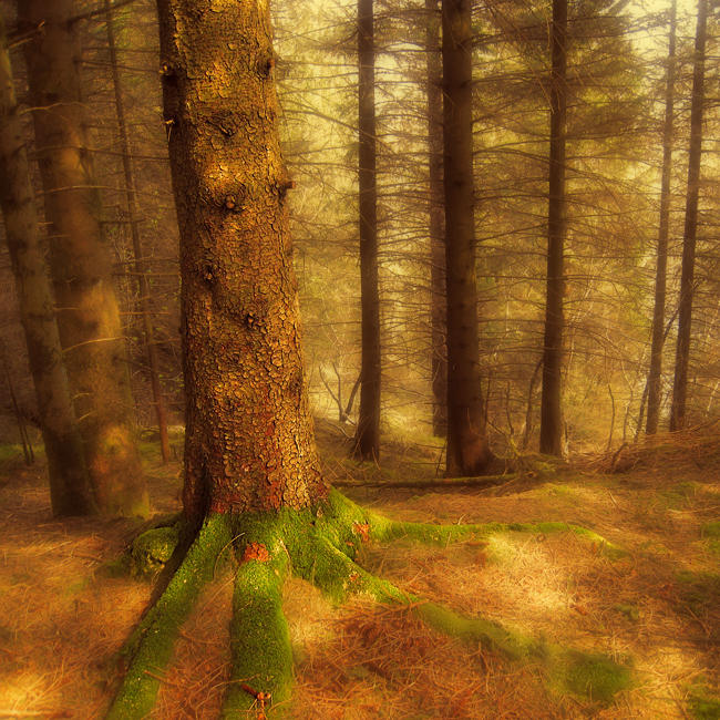 Within the Peace by Sortvind