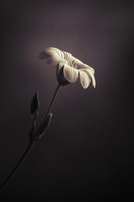Requiem by Sortvind