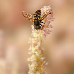 Soft days by Sortvind