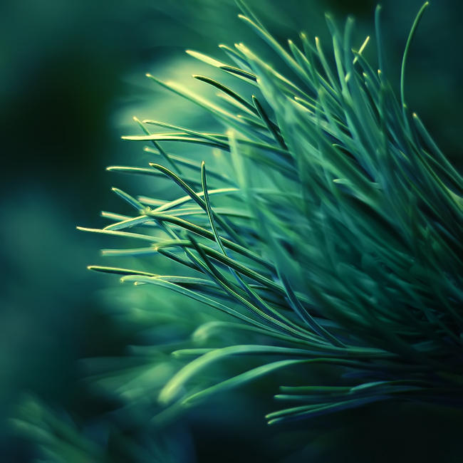 Chlorophyta by Sortvind