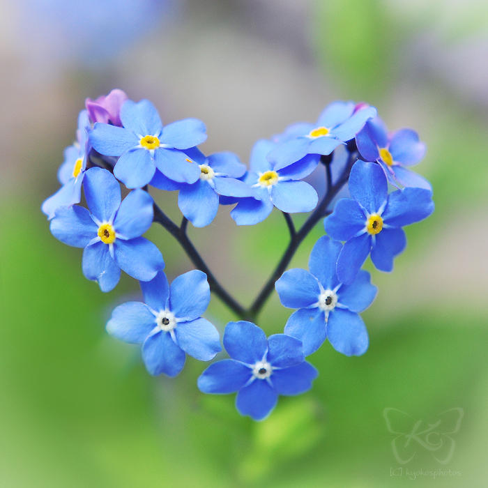 All for love by kyokosphotos