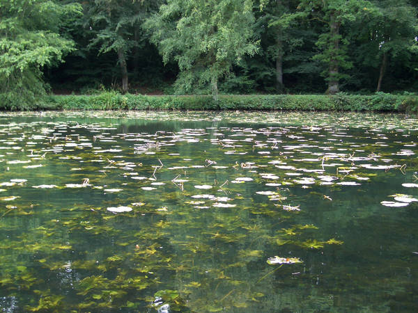 Pond 6 by TimeWizardStock