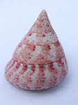 Sea Shell 4 by TimeWizardStock