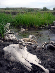 Life Cycle...Death Recycle by kris-wilson