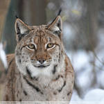 Eurasian Lynx (001) by Sikaris