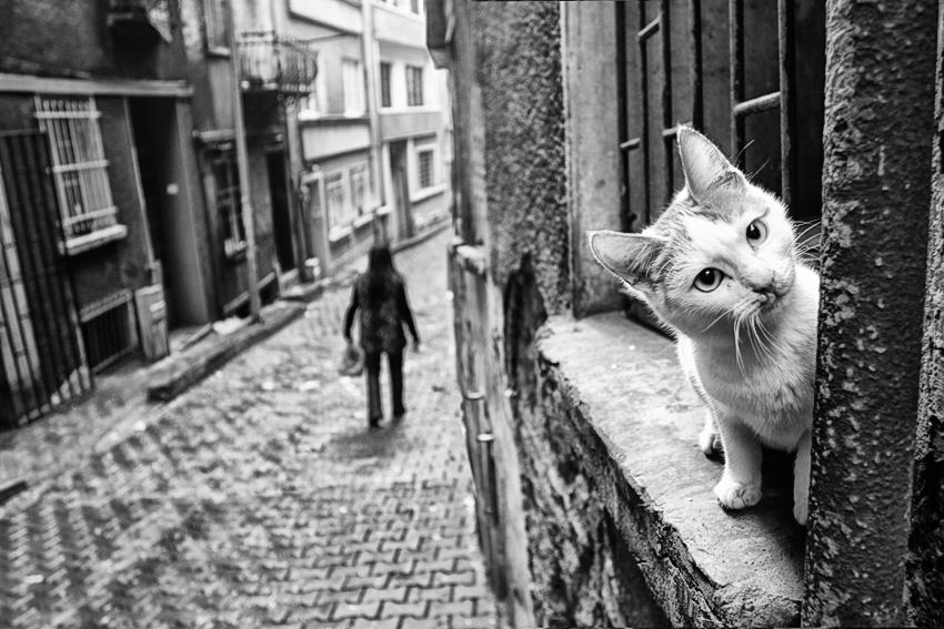 evsiz kediler sokagl, by enderefe