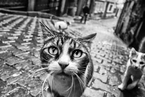 bisi mi var abicim by enderefe