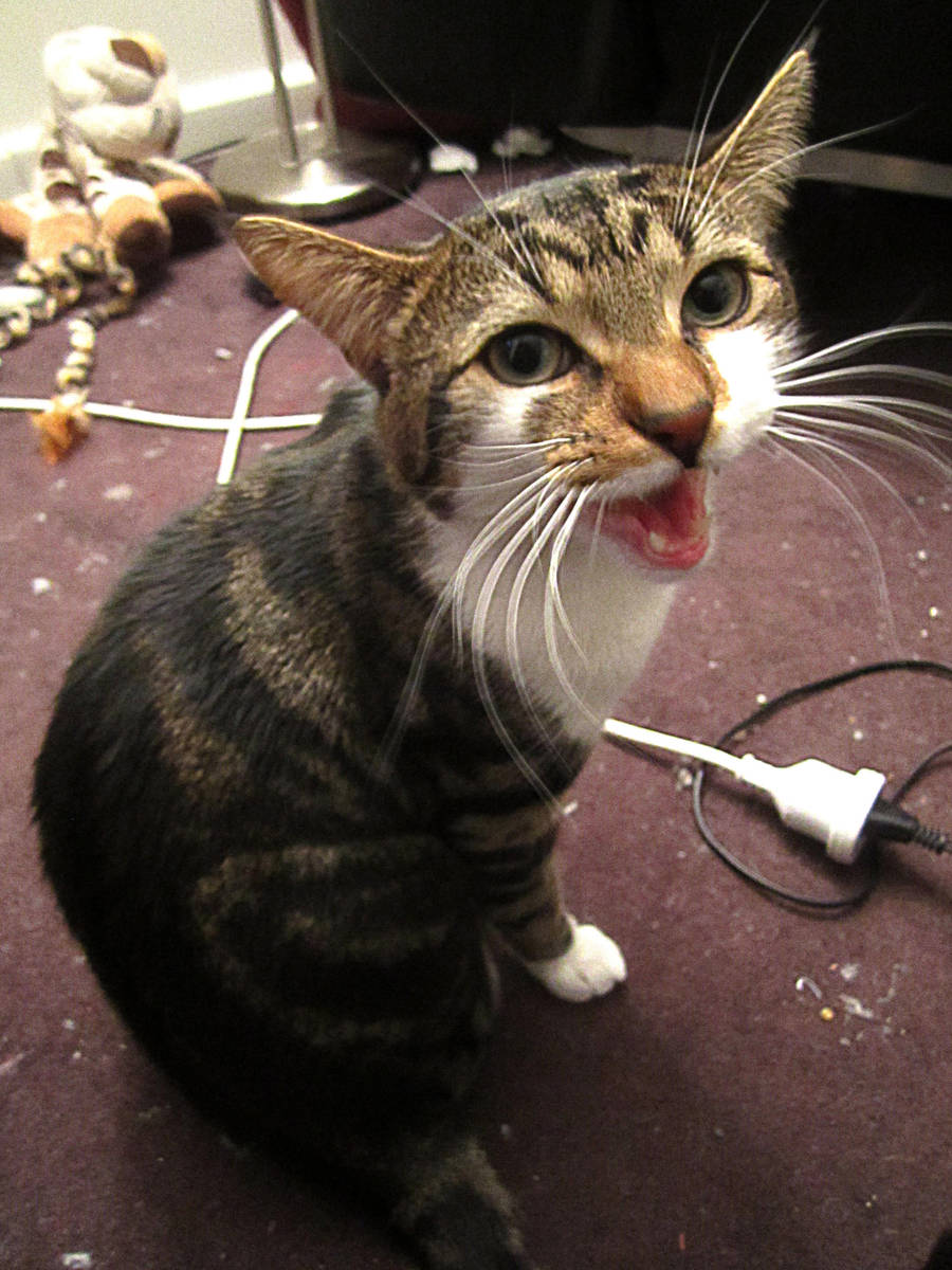 cat eating meme