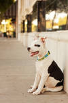 Petey by KateIndeed