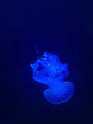 Another Blob by Asynja