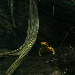 Here Froggy Froggy Froggy by Asynja