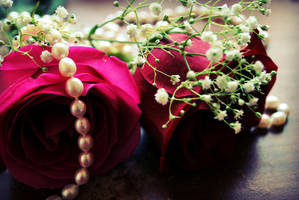 Rose Ardor by Faded--Euphoria