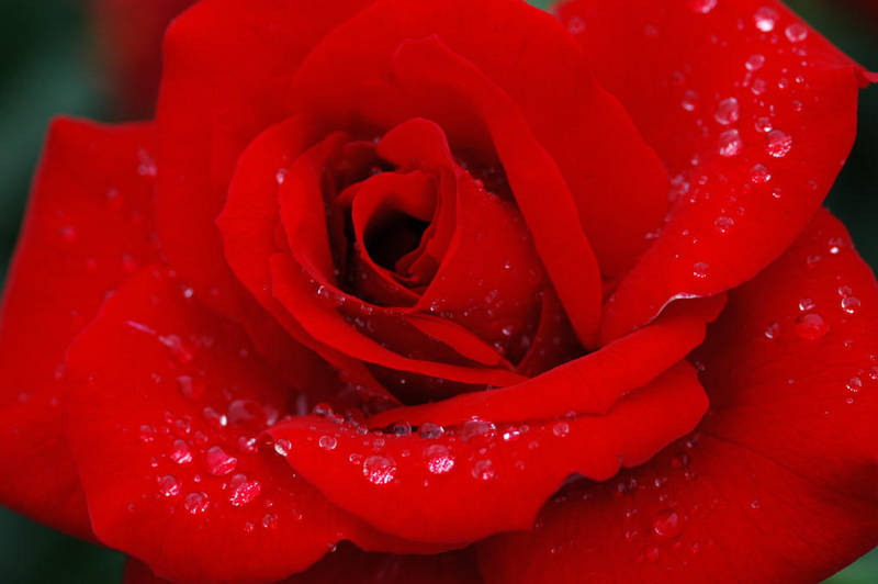 Dew On The Rose by SmileForGooper