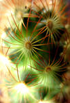 Cactus by Dori1990