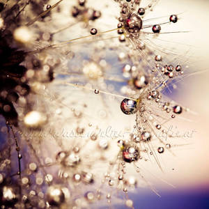 Sparkling Nature by dansch Sparkling Nature by dansch
