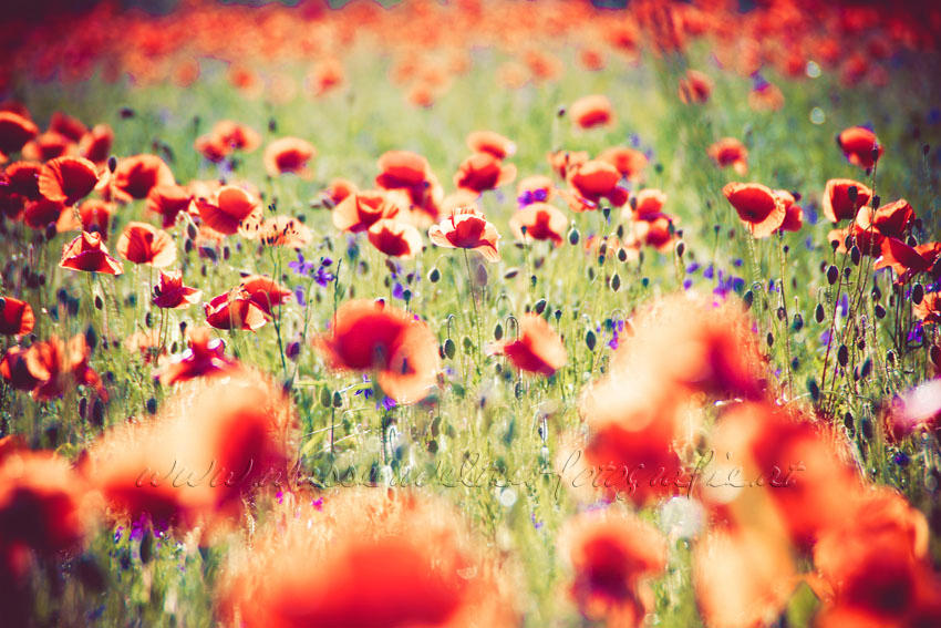 Field of Dreams by dansch Field of Dreams by dansch