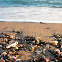 DenizKumGunes by Serifcan