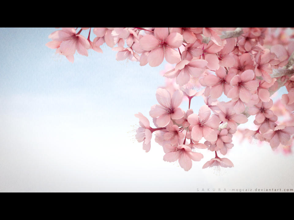 Kyoto Flowers by mogcaiz