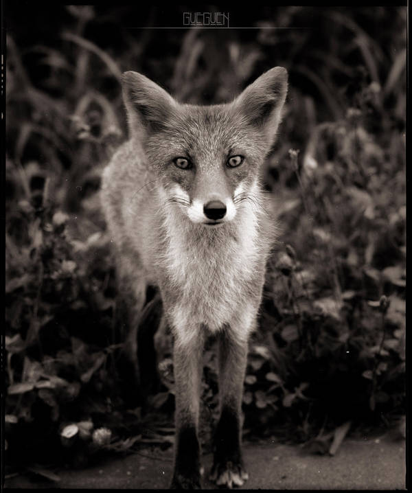 Mister Kitsune by LEQUARK