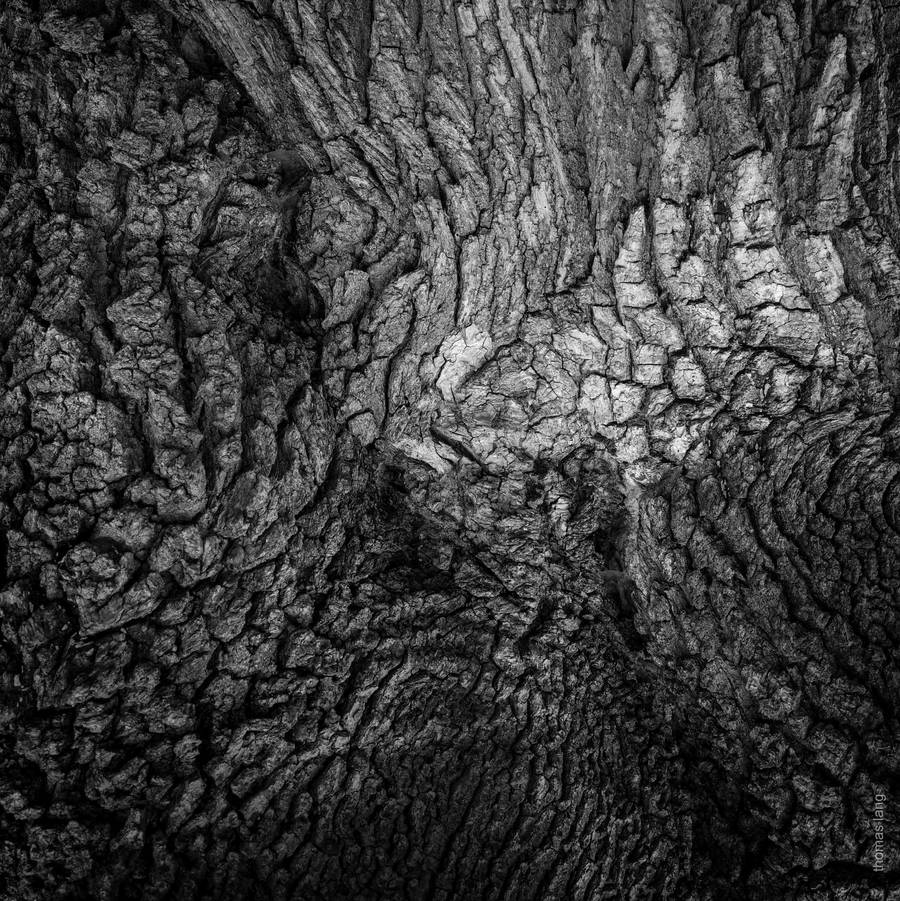 Tree Talks by tholang