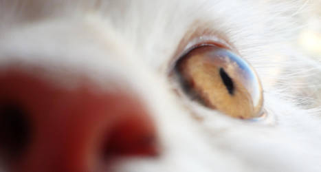 leika by Belkasopelka