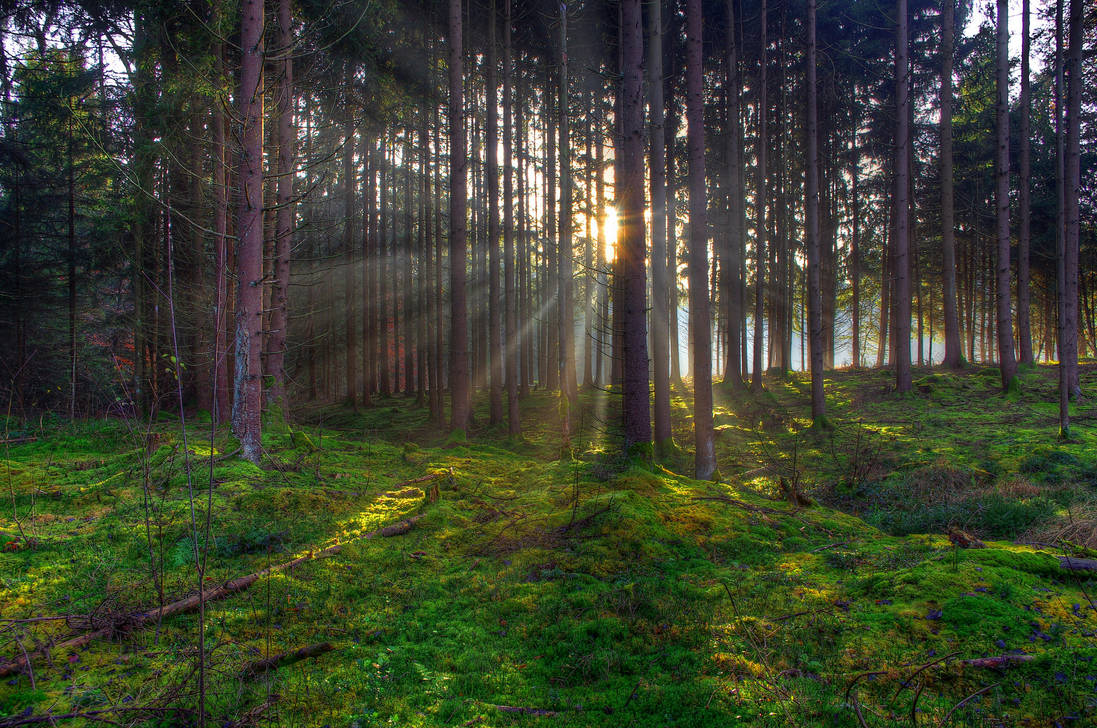 Forest Sunset by Burtn