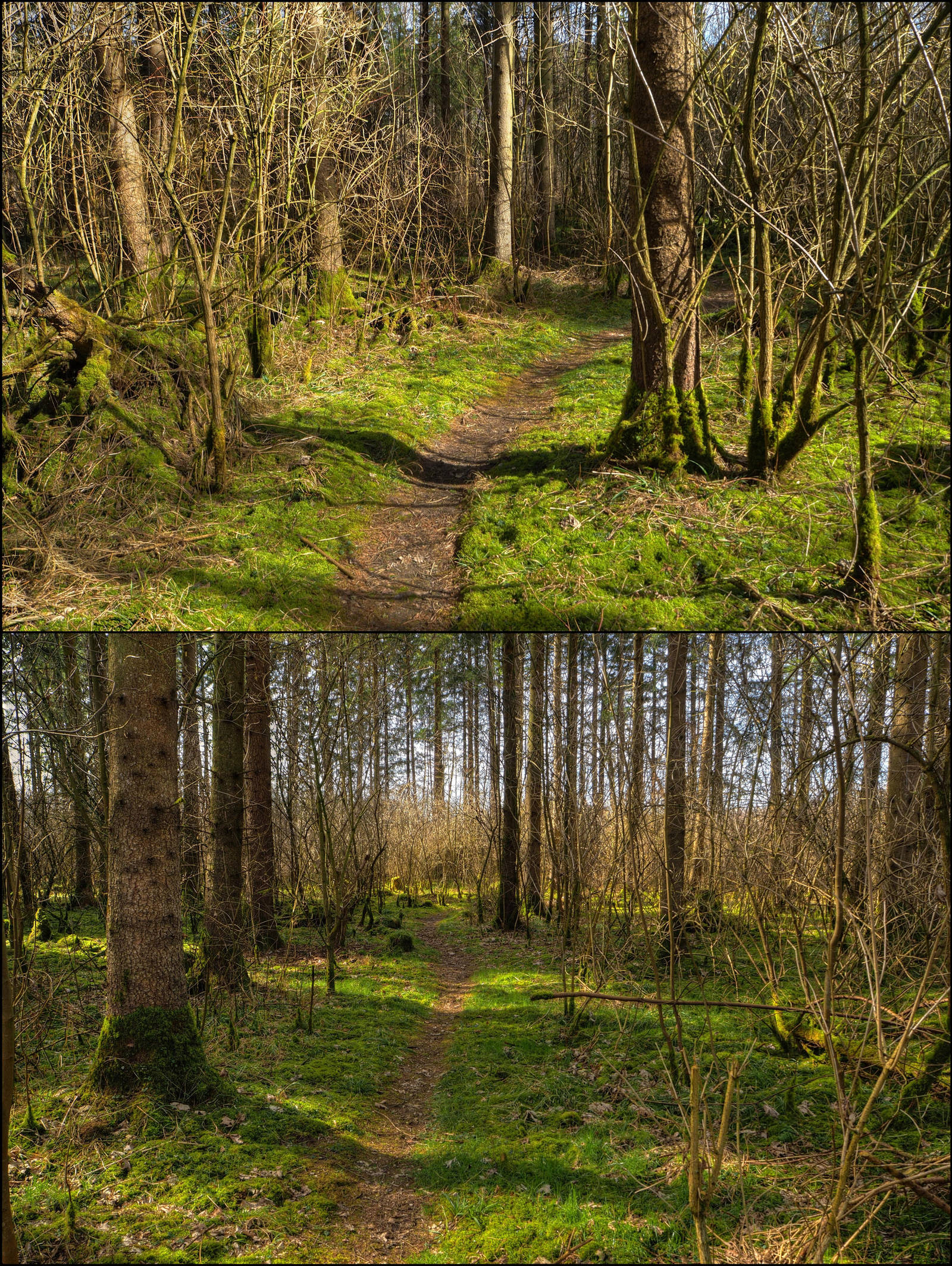 2x Spring Forest Background by Burtn